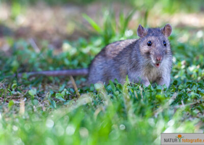 naturfotografie.de - Wildtierfotografie