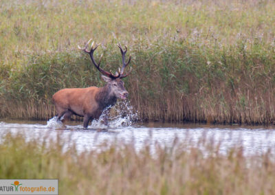 naturfotografie.de - Wildtierfotografie