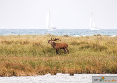 naturfotografie.de - Wildtierfotografie