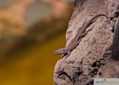 naturfotografie.de - Wildtierfotografie