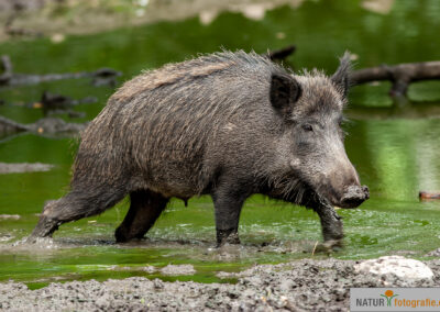 naturfotografie.de - Wildtierfotografie