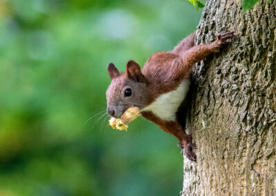 naturfotografie.de - Wildtierfotografie