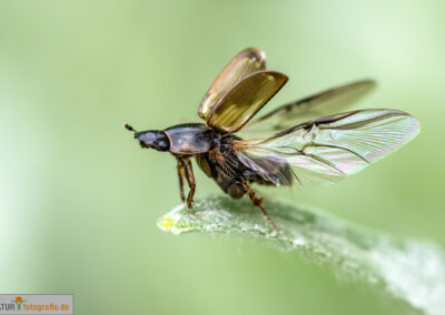 naturfotografie.de - Insekten Fotografie