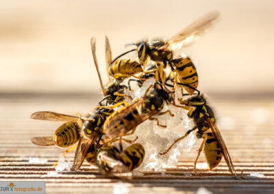 naturfotografie.de - Insekten Fotografie