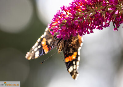 naturfotografie.de - Insekten Fotografie