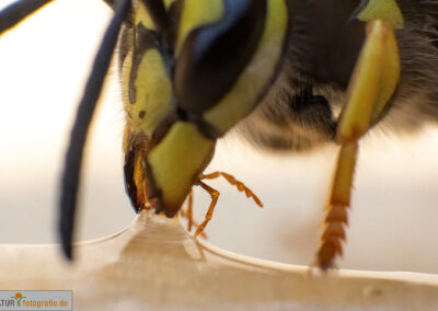 naturfotografie.de - Insekten Fotografie