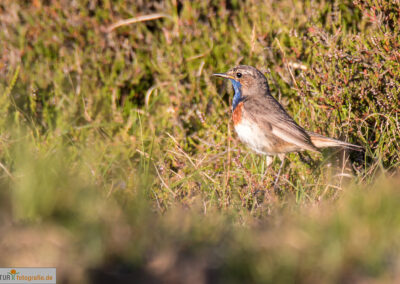 naturfotografie.de - Sylt Nord