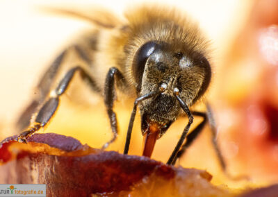 naturfotografie.de - Insekten Fotografie