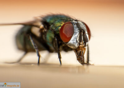 naturfotografie.de - Insekten Fotografie