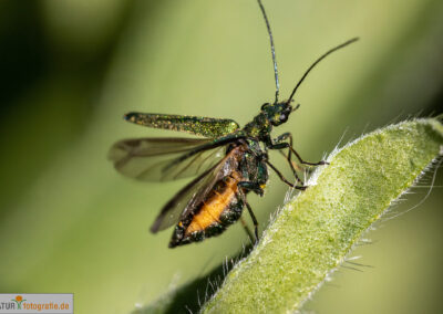 naturfotografie.de - Insekten Fotografie