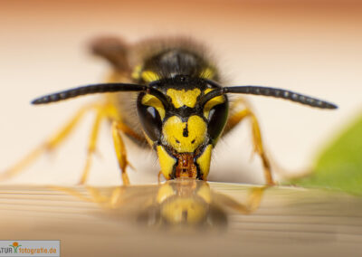 naturfotografie.de - Insekten Fotografie