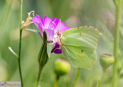 naturfotografie.de - Insekten Fotografie