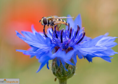 naturfotografie.de - Insekten Fotografie