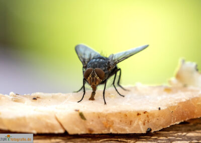 naturfotografie.de - Insekten Fotografie