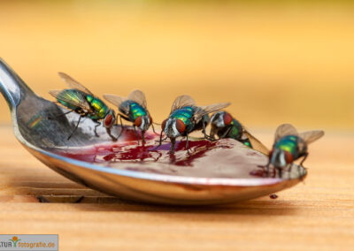 naturfotografie.de - Insekten Fotografie