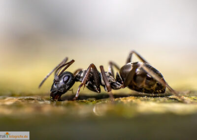 naturfotografie.de - Insekten Fotografie