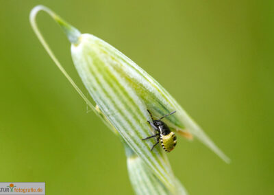 naturfotografie.de - Insekten Fotografie