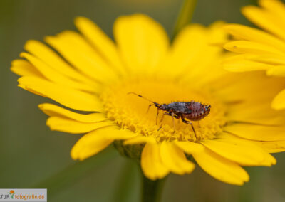 naturfotografie.de - Insekten Fotografie