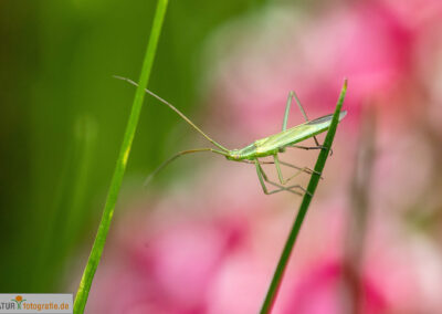 naturfotografie.de - Insekten Fotografie