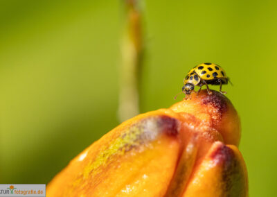 naturfotografie.de - Insekten Fotografie