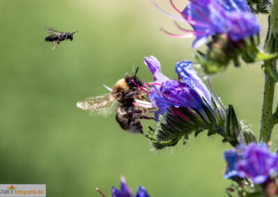 naturfotografie.de - Insekten Fotografie