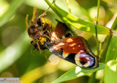 naturfotografie.de - Insekten Fotografie