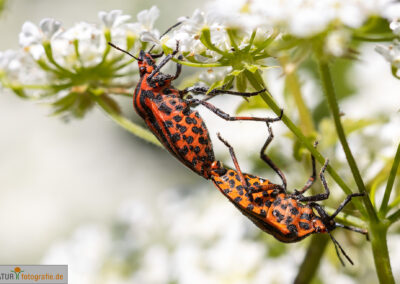 vnaturfotografie.de - Insekten Fotografie