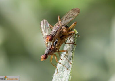 naturfotografie.de - Insekten Fotografie