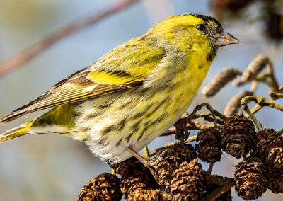 naturfotografie.de - vogelfotografie winter futterplatz