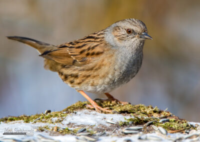 naturfotografie.de - vogelfotografie winter futterplatz