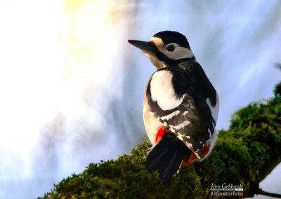 naturfotografie.de - vogelfotografie winter futterplatz