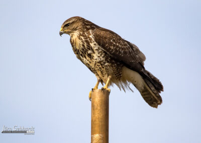 naturfotografie.de . Bussard