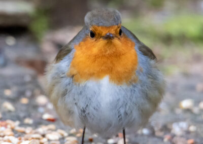 naturfotografie.de - vogelfotografie winter futterplatz