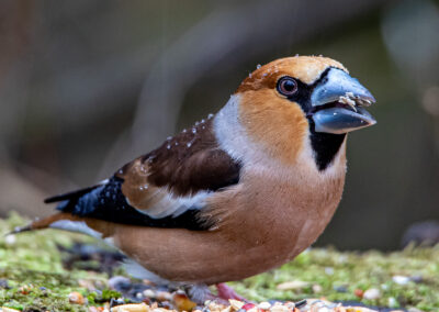 naturfotografie.de - vogelfotografie winter futterplatz