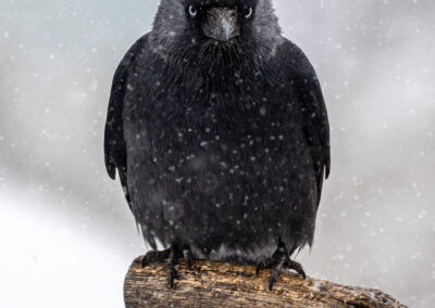 naturfotografie.de - vogelfotografie winter futterplatz