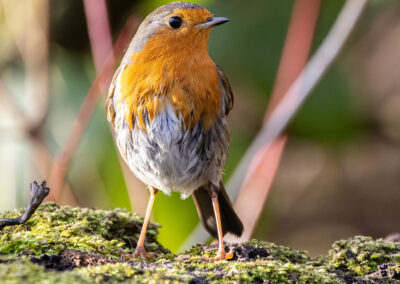 naturfotografie.de - vogelfotografie winter futterplatz