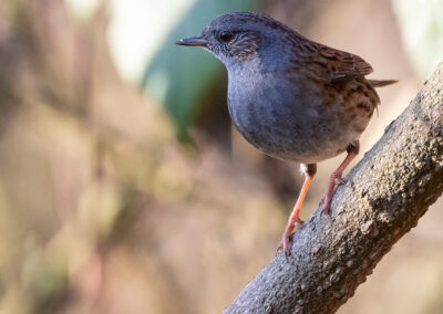 naturfotografie.de - vogelfotografie winter futterplatz