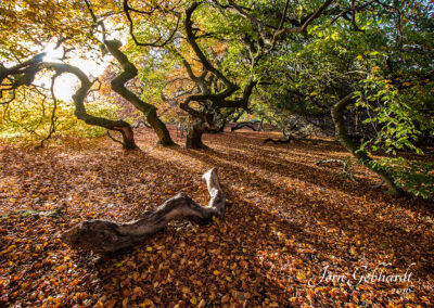 naturfotografie.de - Süntelbuchen