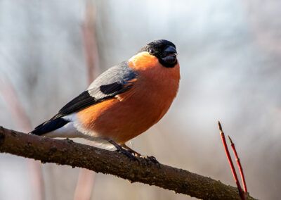 naturfotografie.de - vogelfotografie winter futterplatz