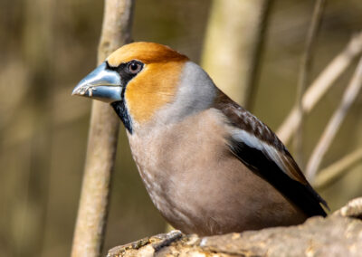 naturfotografie.de - vogelfotografie winter futterplatz