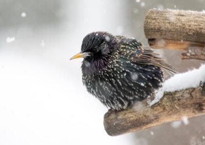 naturfotografie.de - vogelfotografie winter futterplatz