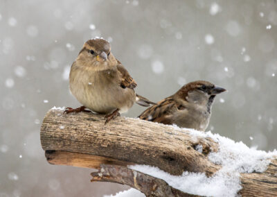 naturfotografie.de - vogelfotografie winter futterplatz