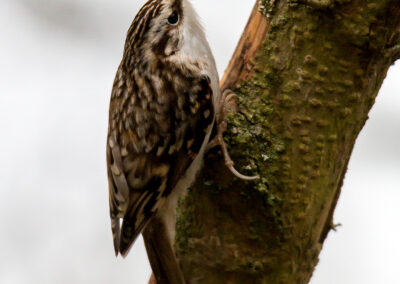 naturfotografie.de - vogelfotografie winter futterplatz