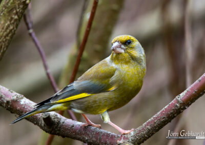 naturfotografie.de - vogelfotografie winter futterplatz