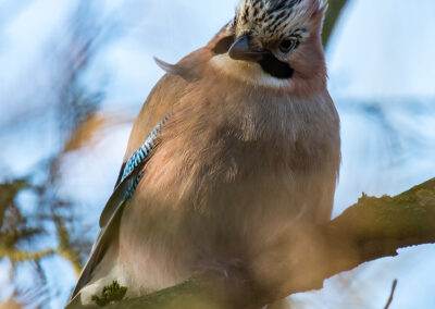 naturfotografie.de - vogelfotografie winter futterplatz