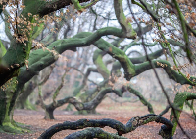 naturfotografie.de - Süntelbuchen