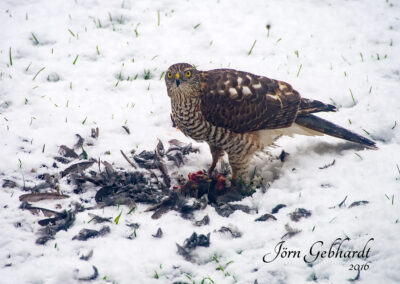 naturfotografie.de - vogelfotografie winter futterplatz