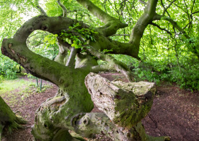 naturfotografie.de - Süntelbuchen