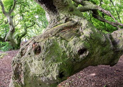 naturfotografie.de - Süntelbuchen