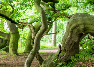 naturfotografie.de - Süntelbuchenv